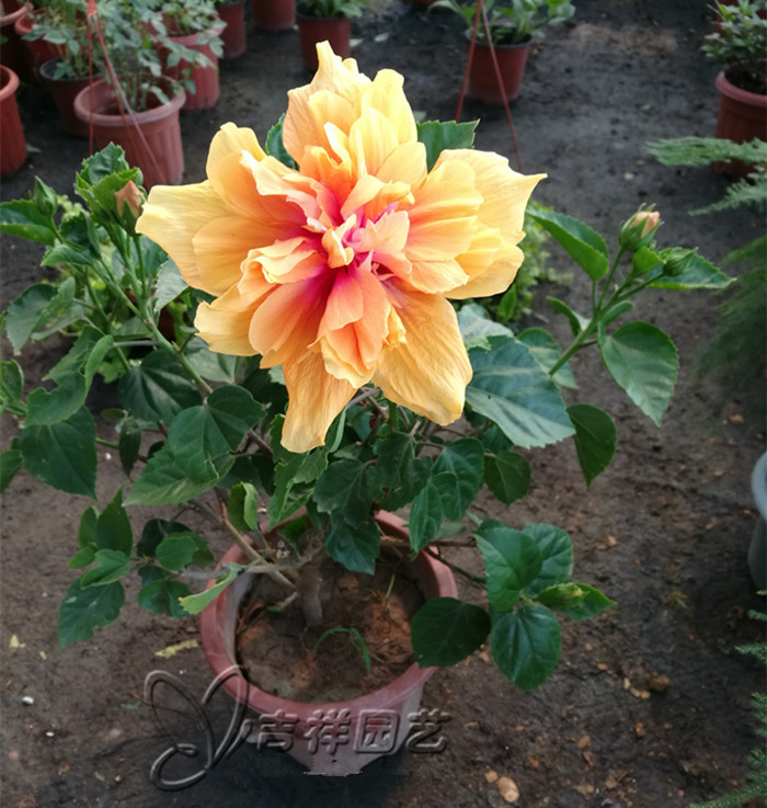 扶桑花盆栽庭院阳台观花植物