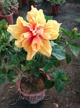 中国名花扶桑花 阳台庭院绿化木槿牡丹大苗花期久易成活包邮