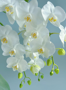 白色蝴蝶兰带花发货台湾阿嬷兰花盆栽酒店客厅室内电视柜家居摆件