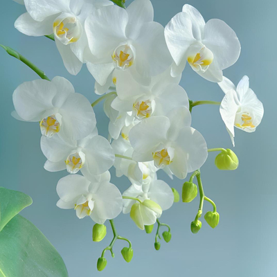 白色蝴蝶兰带花发货台湾阿嬷兰花盆栽酒店客厅室内电视柜家居摆件