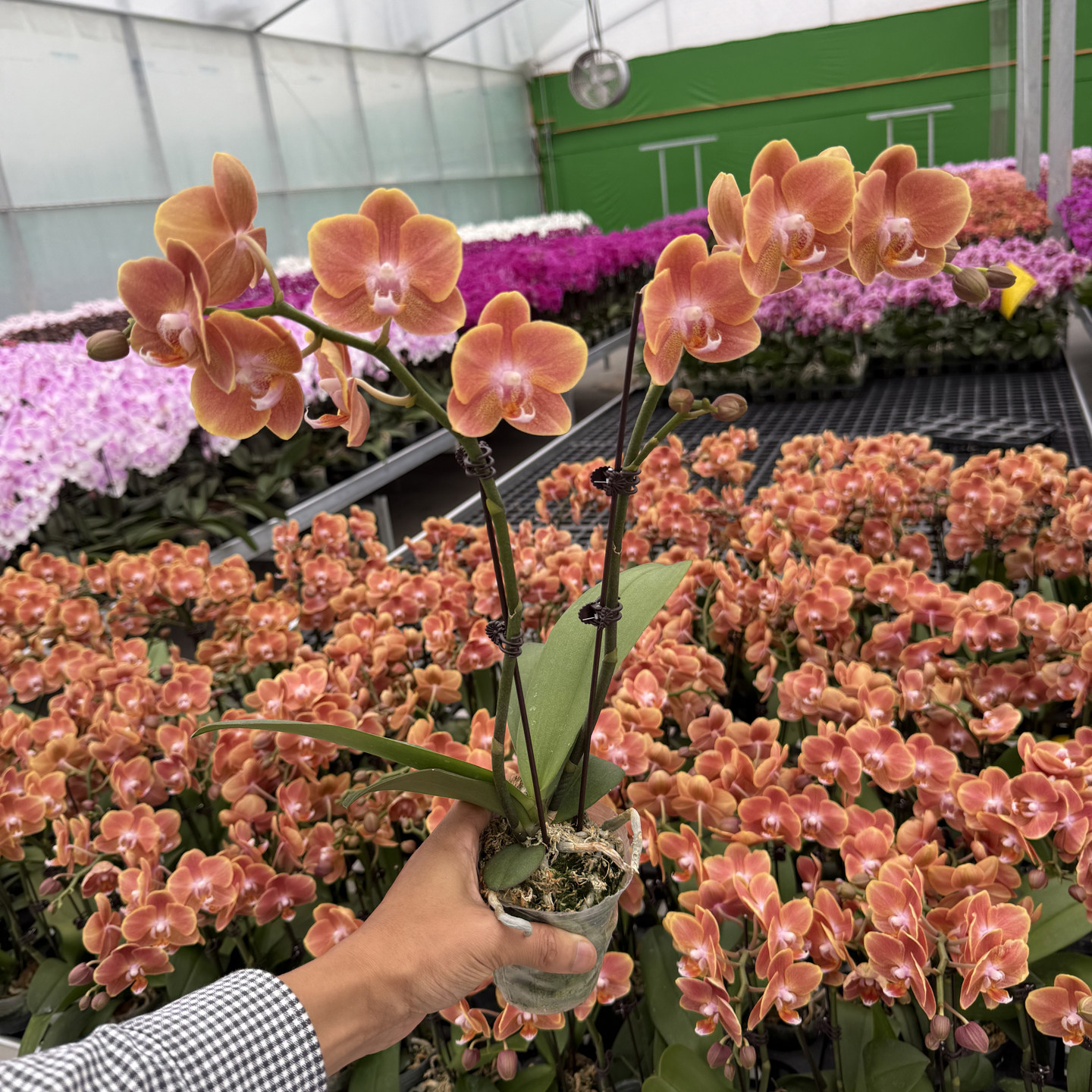 招财橙红色蝴蝶兰带花鲜花精品欧品兰花单株高级桌面花卉升职送礼
