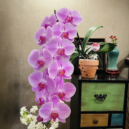 超长花絮带花苞蝴蝶兰好养盆栽