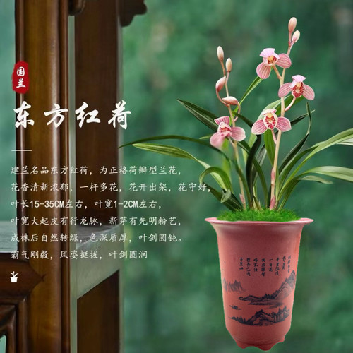 建兰盆栽荷瓣东方红荷四季好养活