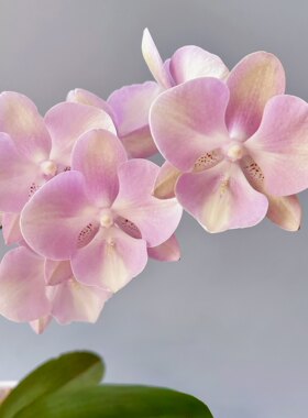 威尼斯欧品蝴蝶兰带花室内好养易活开花植物卧室客厅盆栽单株精品