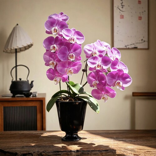 兰花苗盆栽室内绿植适合养桌面花