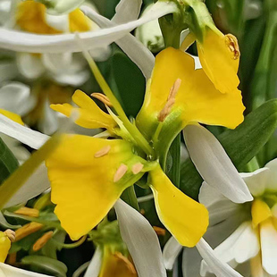 金风仙 新品种漳州水仙花种球室内水培植物水养盆栽浓香水仙好养