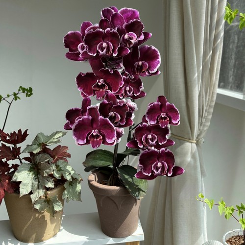 拉丁舞群小裙边黑花治愈红蝴蝶兰