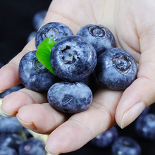 蓝莓树果苗盆栽果树可食用水果南方北方四季种植花园庭院阳台春季
