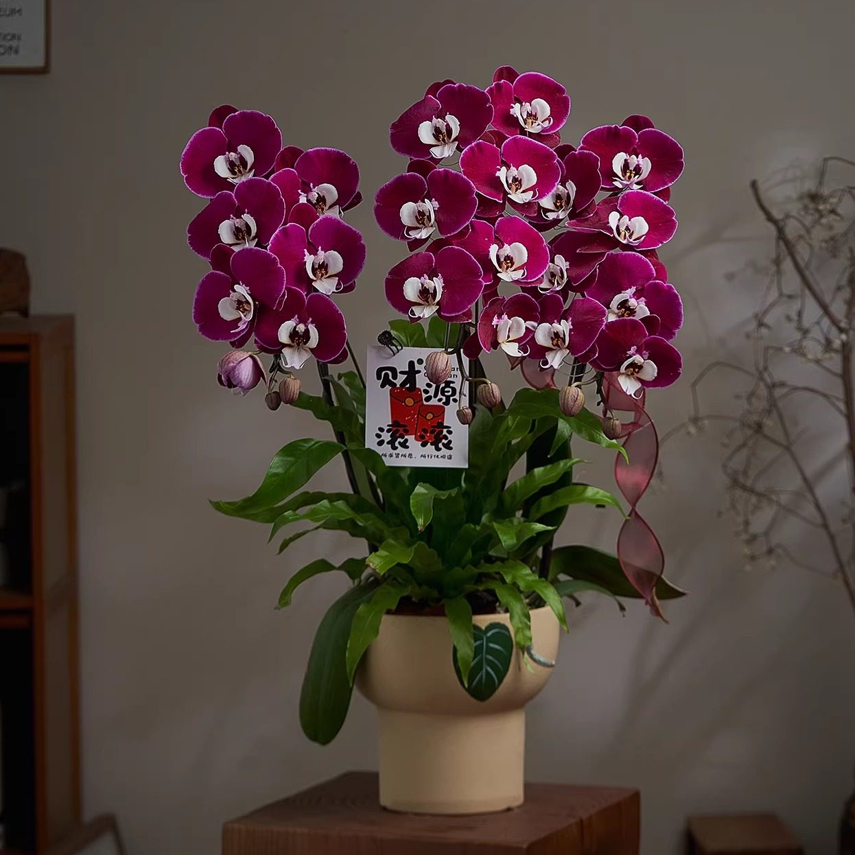 精品蝴蝶兰带花盆栽室内绿植鲜花黑红色兰花苗四季年宵花送礼旺宅