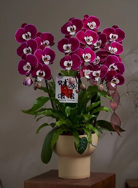 精品蝴蝶兰带花盆栽室内绿植鲜花黑红色兰花苗四季年宵花送礼旺宅