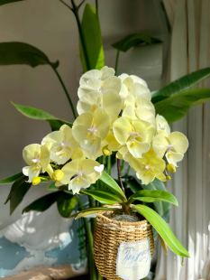 大吉大利蝴蝶兰花苗盆栽带花苞客厅兰花室内植物花卉四季好养活