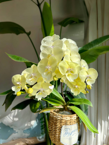 大吉大利蝴蝶兰花苗盆栽带花苞客厅兰花室内植物花卉四季好养活