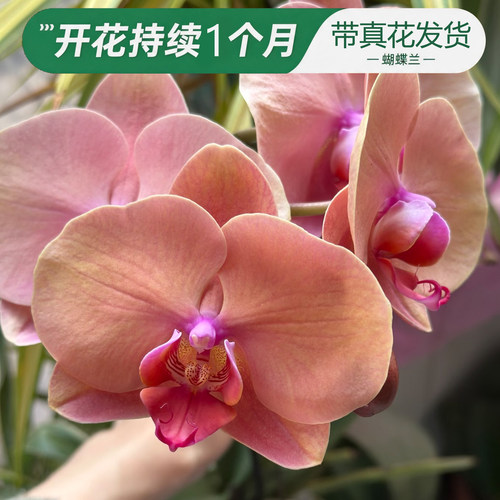 77度糖橙红带苞大花蝴蝶兰盆栽