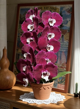 超大花米歇尔丝绒感复古高级红色蝴蝶兰花苗带花苞鲜花绿植高品质