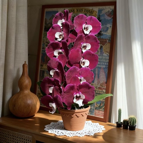 大花丝绒感酒红色蝴蝶兰苗年宵花