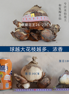 特级好养浓香正宗漳州水仙花种球大种子水养盆栽室内花卉水培植物