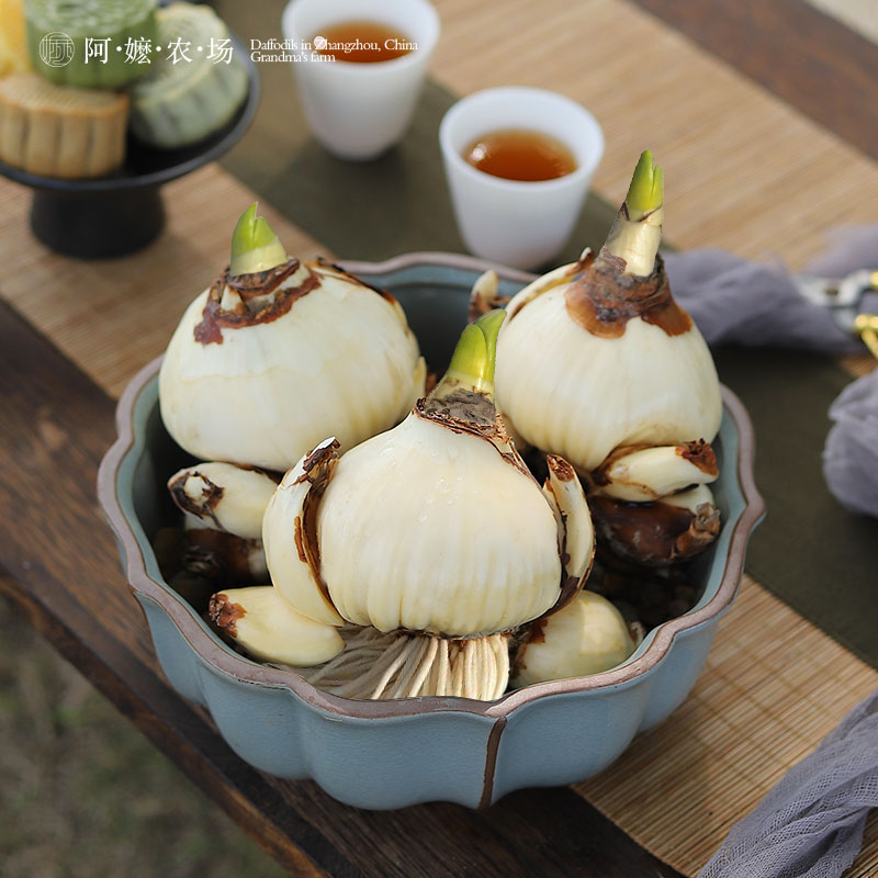 特级浓香包活水仙花种球盆栽四季