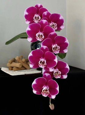 五星上将大浓美艳丝绒感高级黑红色蝴蝶兰花苗高品质复古带花苞