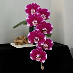 五星上将大浓美艳丝绒感高级黑红色蝴蝶兰花苗高品质复古带花苞