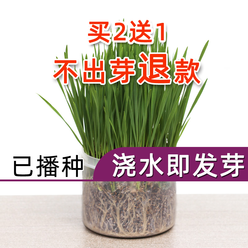 已播种好浇水即可发芽化毛排毛球