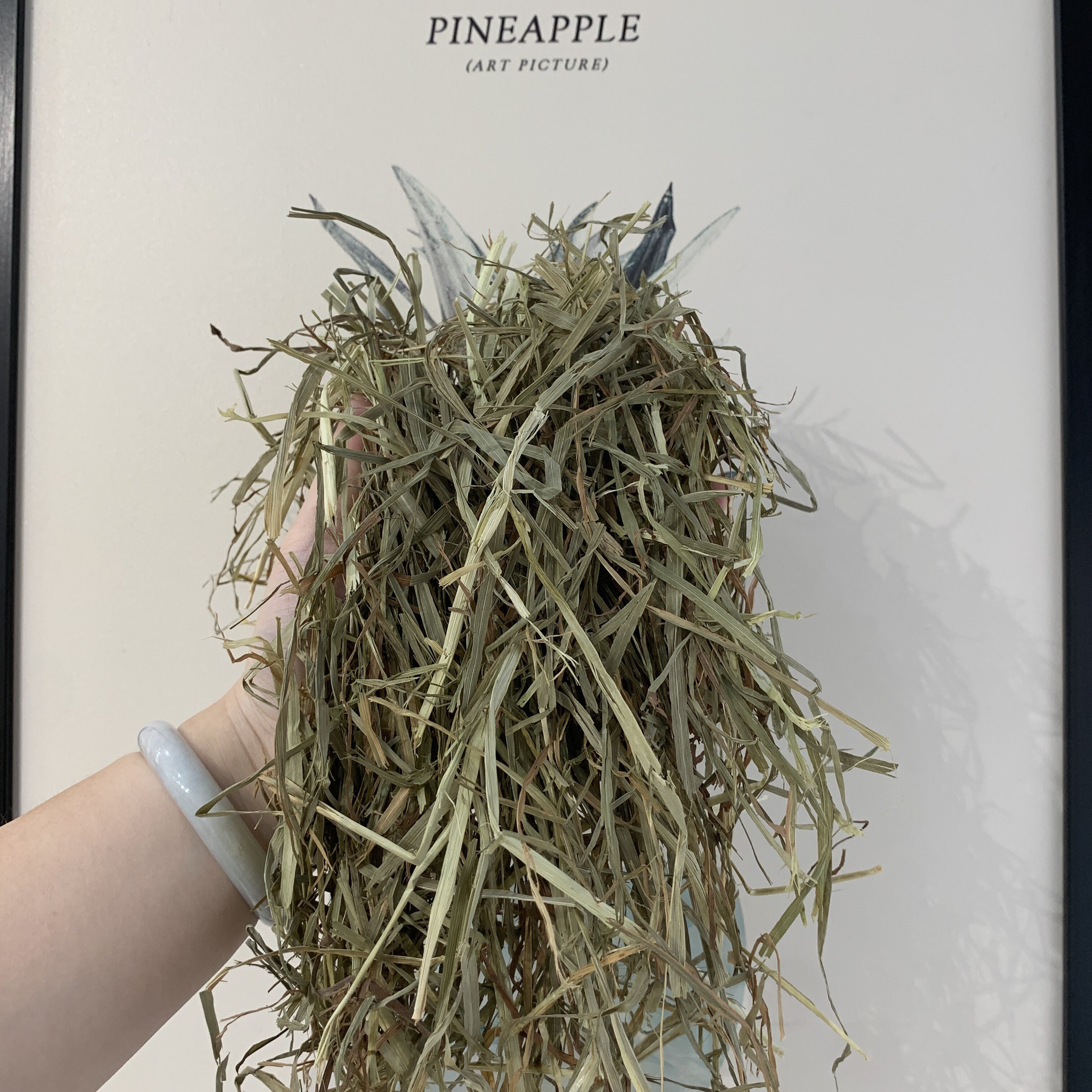 进口提摩西美提一番二番高粗纤维加提二番多叶全叶适口性高挑食兔