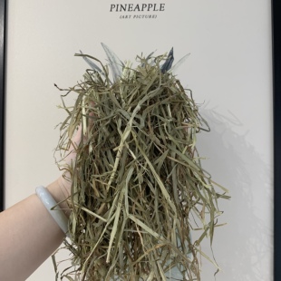 进口提摩西美提一番二番高粗纤维加提二番多叶全叶适口性高挑食兔