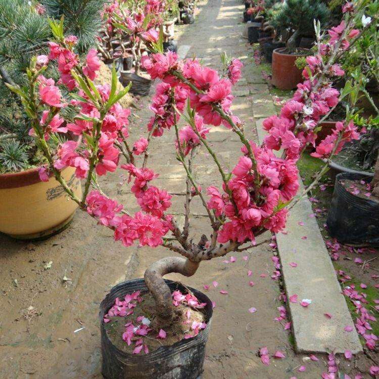 庭院植物盆栽桃花苗桃花树苗阳台绿植花卉旺运树苗造型桃花开花苗