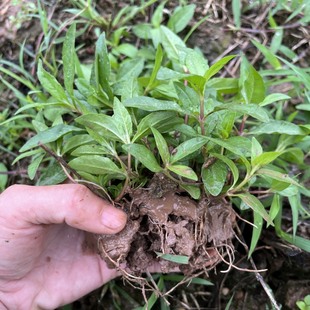 正宗墨旱莲苗 旱莲草种子鳢肠草墨汁草黑墨草易成活中草药苗