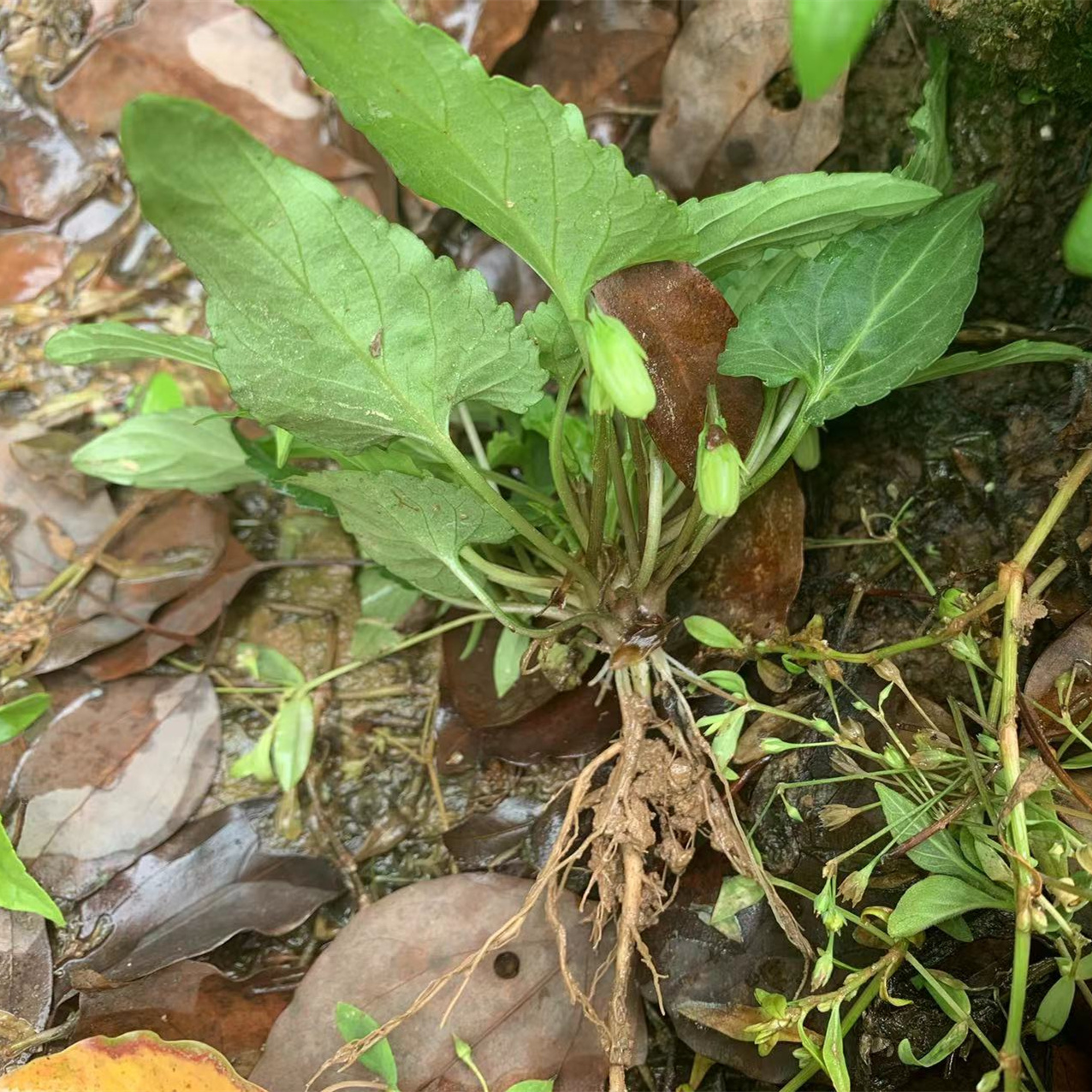 紫花地丁苗可观赏药用容易种植