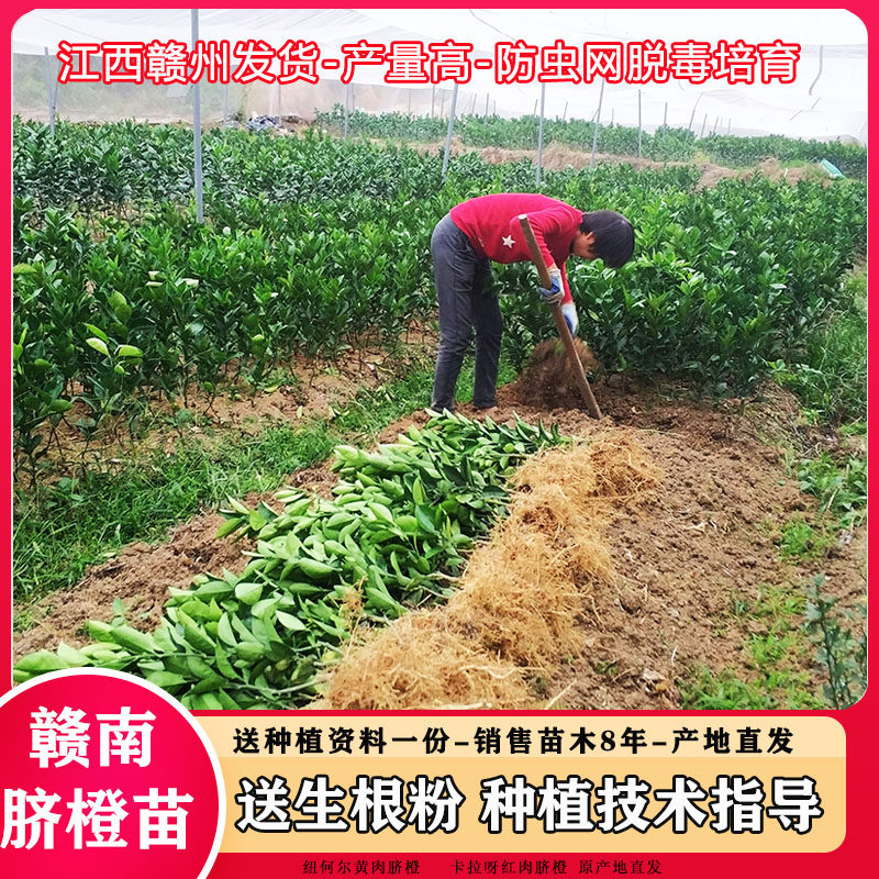 江西赣南脐橙苗纽荷尔脐橙苗卡拉卡红肉脐橙血橙苗嫁接橙子果树苗