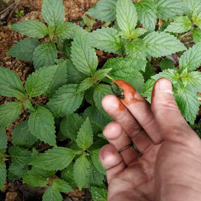溪黄草苗熊胆草土黄连溪沟草黄汁草苗可食用清热养肝护肝阳台盆栽