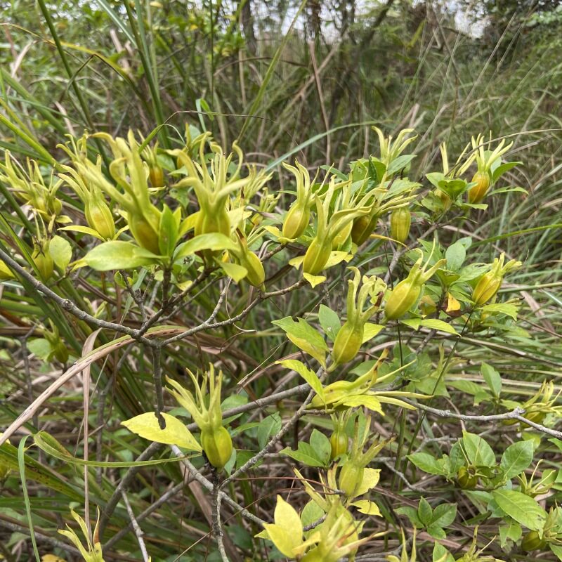 药用单瓣黄栀子苗天然调色香料常绿盆栽高产山黄栀花树苗可结果苗