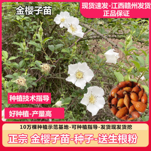 现挖金樱子苗金樱子种子刺梨子树苗金英子刺糖罐泡酒料中药材树苗