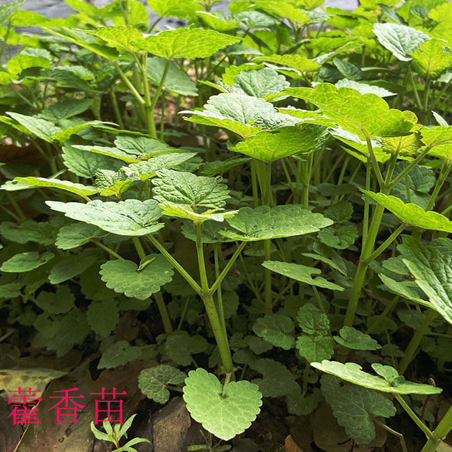 藿香苗霍香正气草苗大叶薄荷可食用香料清新植物阳台盆栽庭院种植