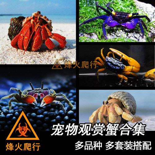宠物活体迷你豹点灰白相手蟹