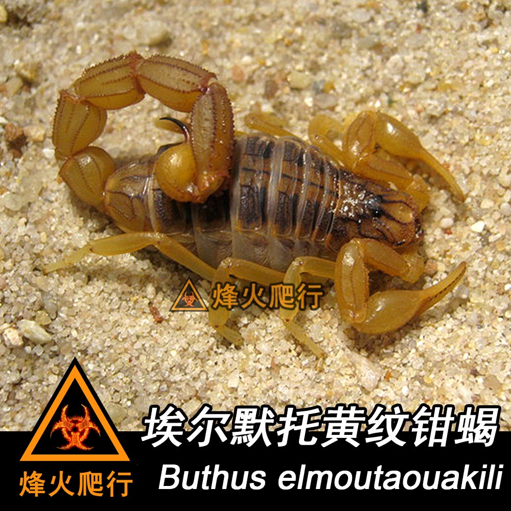 【摩洛哥埃爾默托黃紋鉗蠍】1-2cm大幼體 稀有品種沙漠蠍活體收藏在類目 寵物/寵物食品及用品, 爬蟲/鳴蟲及其用品, 蠍類中 - 來自Buy2taobao.com提供專業的淘寶代購服務
