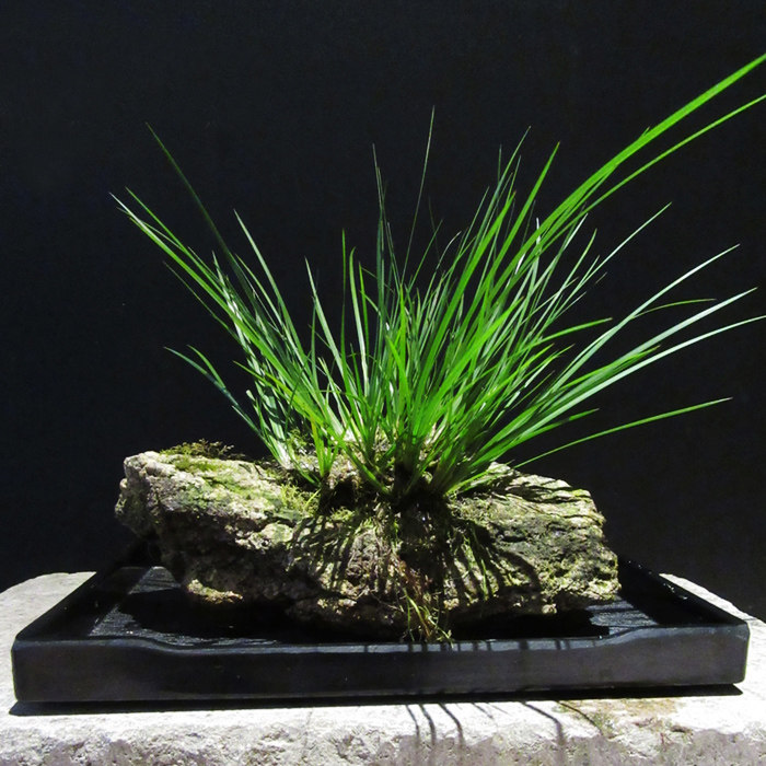 附石菖蒲 野生虎须石菖蒲龙根盆景文人雅室清供抱石乌龟缸晒台石