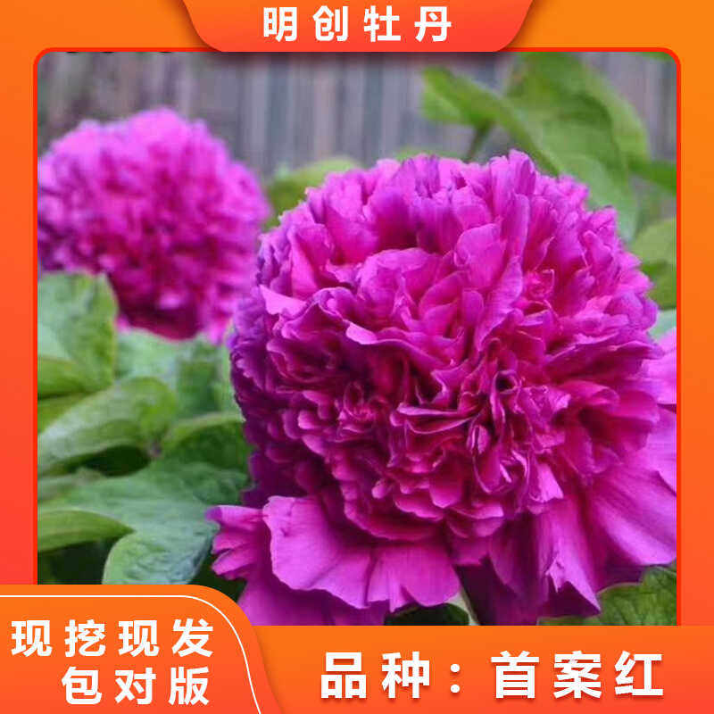 【首案红老桩】紫色系精品重瓣老桩带土球发货庭院栽培花卉