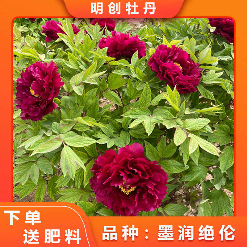 【墨润绝伦】精品观赏老桩牡丹庭院栽种基地紫红色秋季土球发货