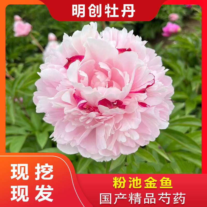 【粉池金鱼】重瓣千层大花芍药种苗原颗 先发肥料秋季发种苗
