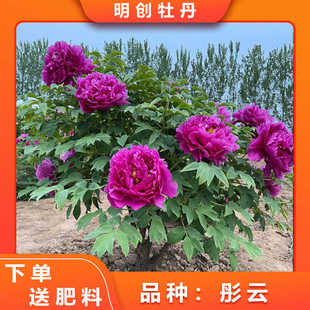 【彤云】紫红色重瓣大花春季开花庭院种植
