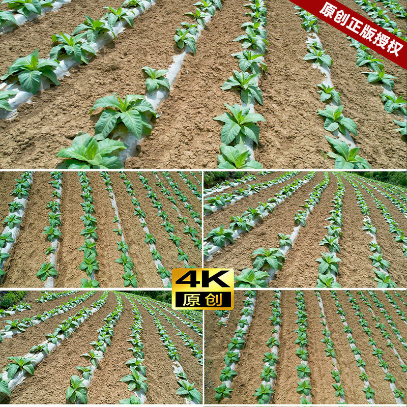 航拍短视频素材农业农村山区农民烟叶烟叶烤烟种植烤烟成长视频