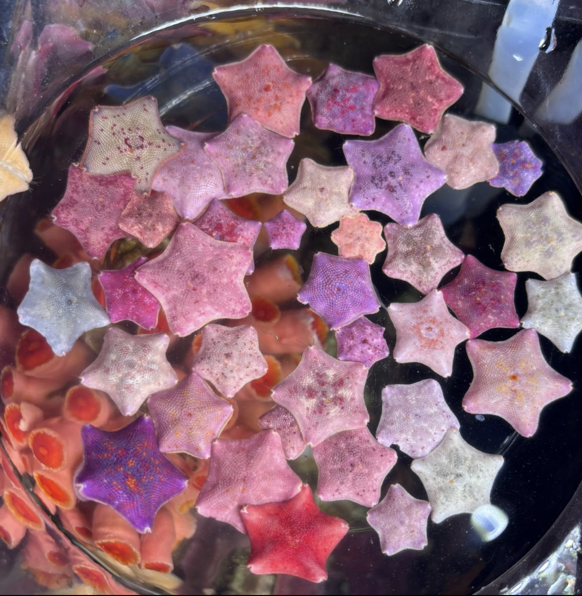 海星摆摊活体宠物饲养缸海星造景套装迷你宠物桌面盒,宠物/宠物食品及用品,其它水族宠物,淘宝优惠券,粉丝福利购,淘宝优惠卷