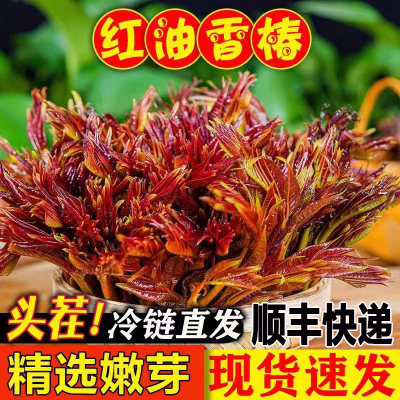 现摘新鲜头茬红油香椿芽香春芽山西运城红油香椿嫩芽新鲜蔬菜冷链