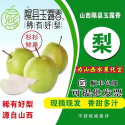 9斤现摘精选正宗山西特产隰县玉露香梨礼盒脆梨酥梨香梨 孕妇水果