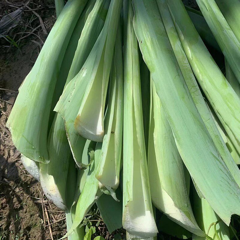 2024芋苗杆广菜芋荷芋梗白玉苗杆芋蒙蔬菜开胃家常菜现摘湖南特产