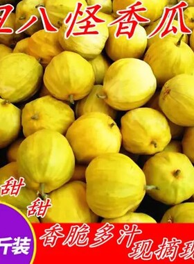 2024湖南湘西丑八怪甜瓜 现摘现发 又丑又甜又香的瓜5斤包邮