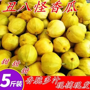 2024湖南湘西丑八怪甜瓜 现摘现发 又丑又甜又香的瓜5斤包邮
