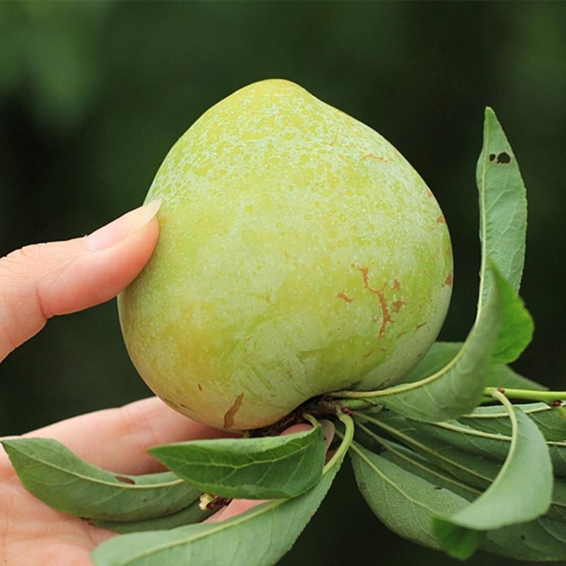 2024湖南奈李新鲜水果5斤包邮孕妇桃形李子青脆空心青脆甜李油奈