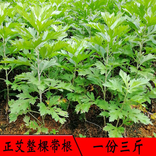 新鲜艾草整棵带根现挖现发食用药用艾草月子洗头品种一份3斤正艾